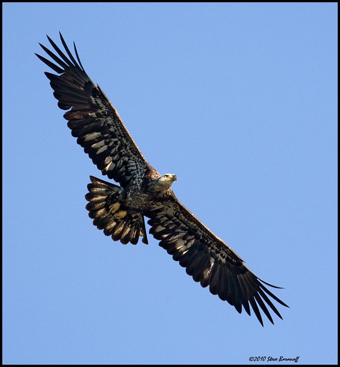 _0SB0720 immature american bald eagletif.jpg